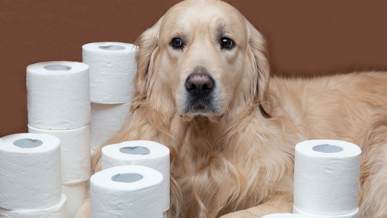 rulolar arasında köpek