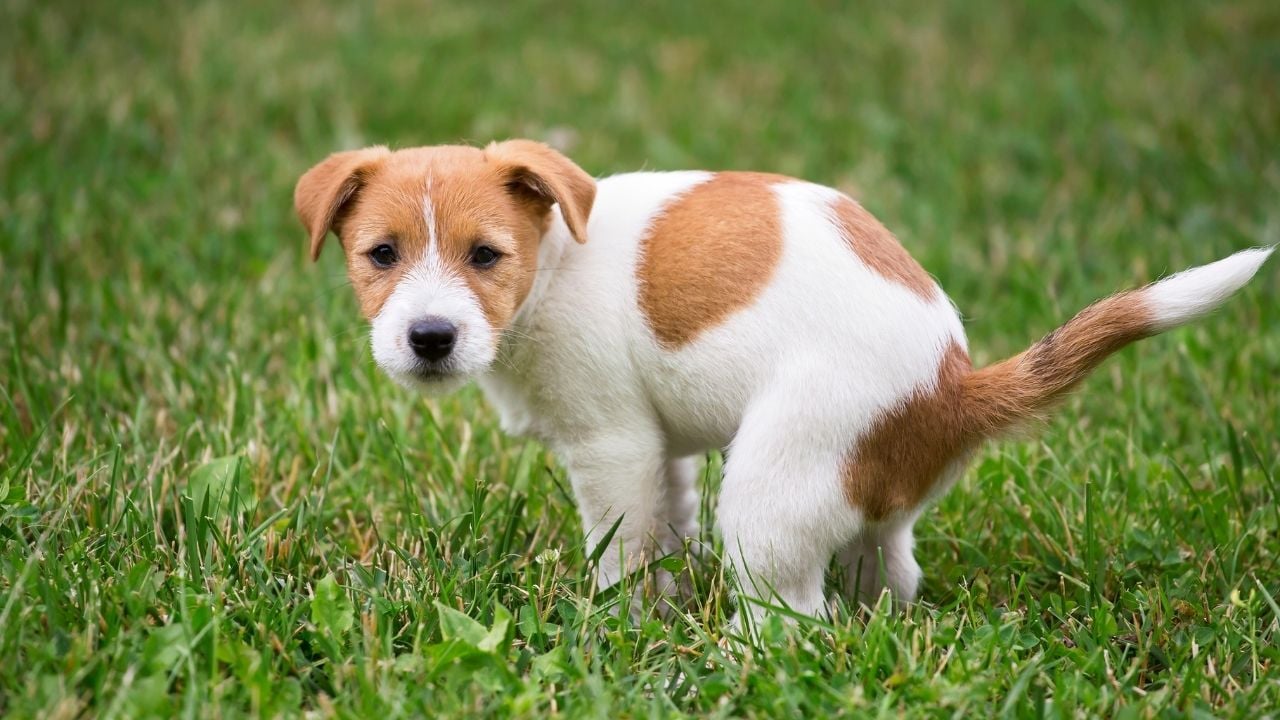 tuvaletini yapan yavru köpek