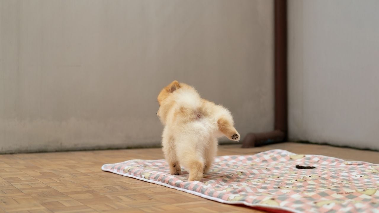 çiş pedinde bir köpek