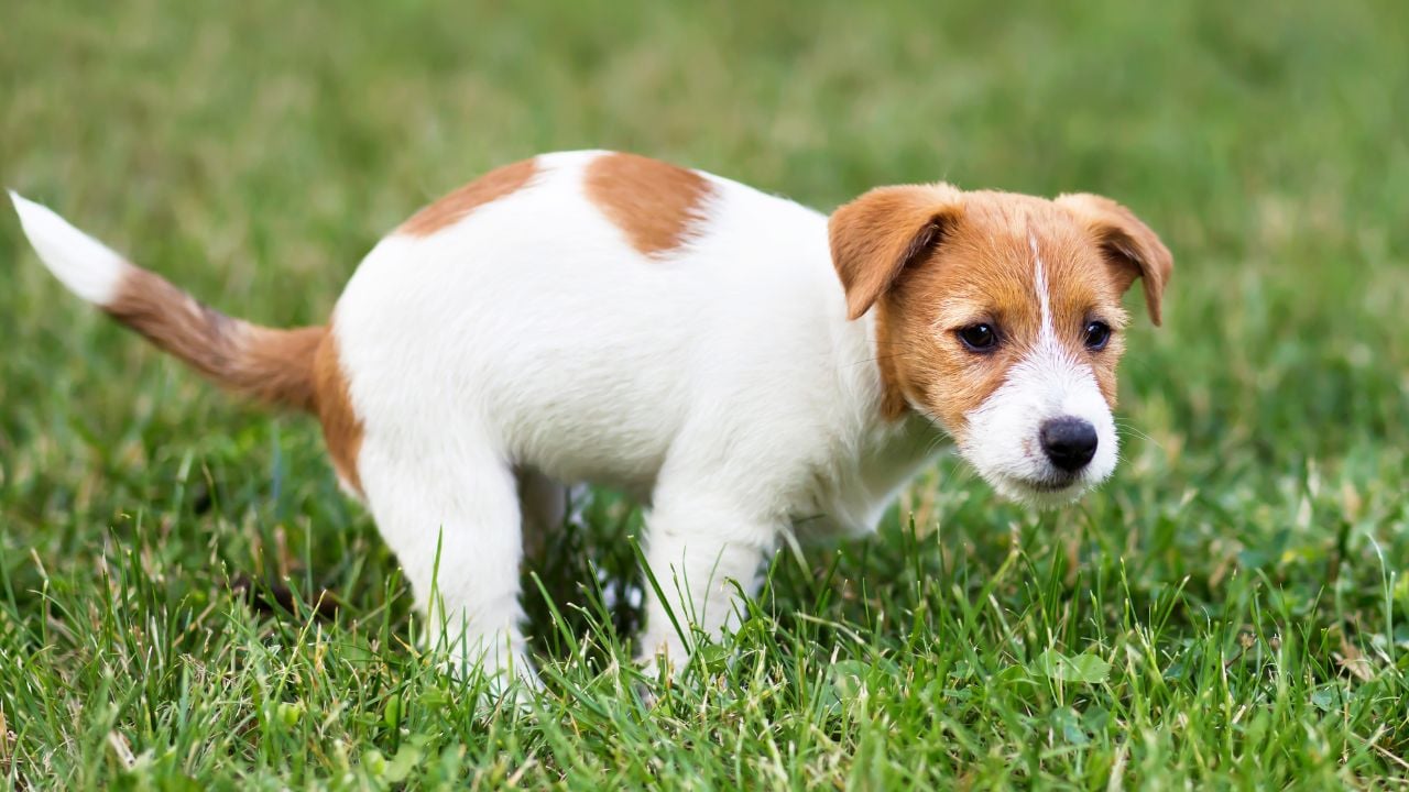 tuvaleti gelmiş köpek
