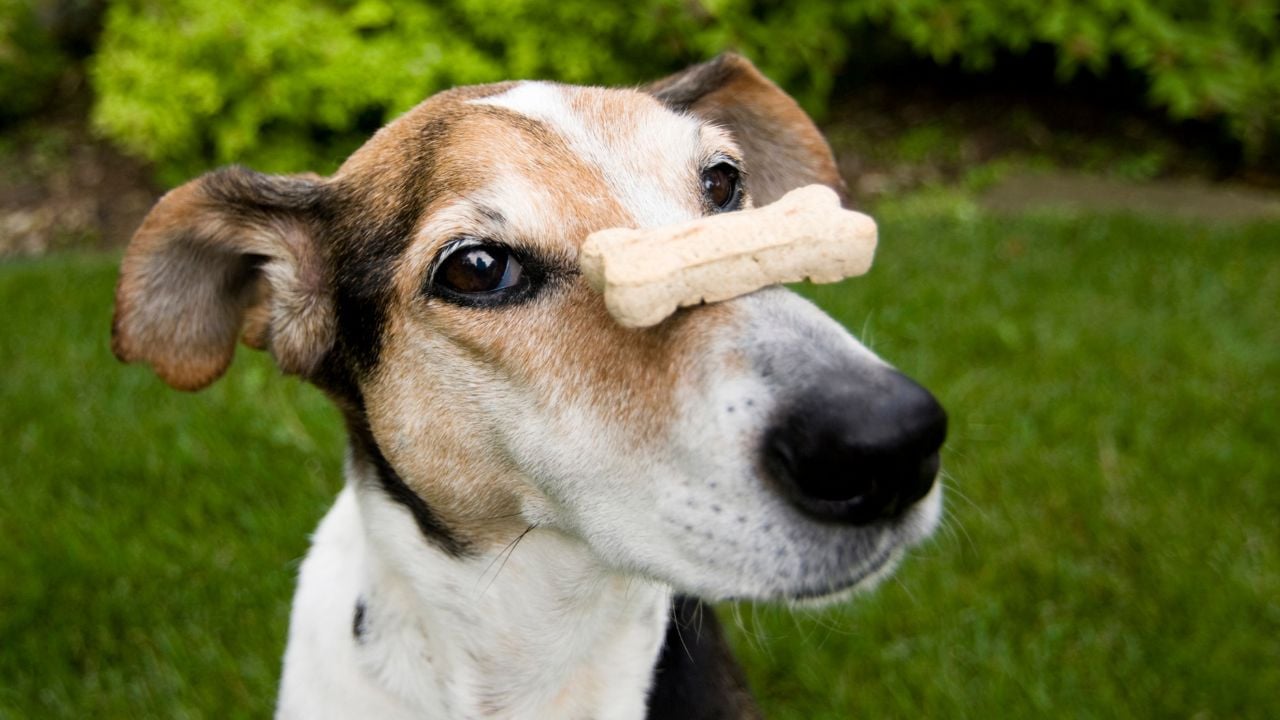 köpeğin burnunda ödül maması
