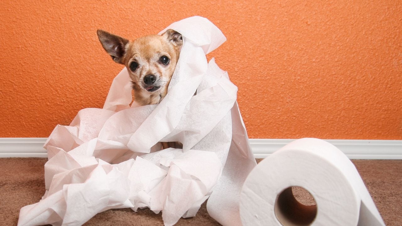 tuvalet kağıdına dolanmış köpek