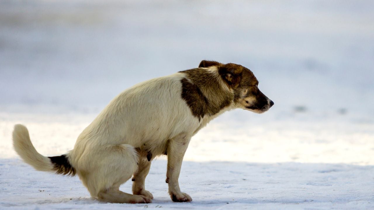 tuvaletini yapmaya hazırlanan köpek