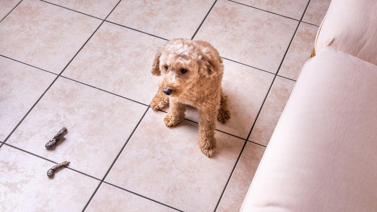 yere tuvaletini yapmış köpek