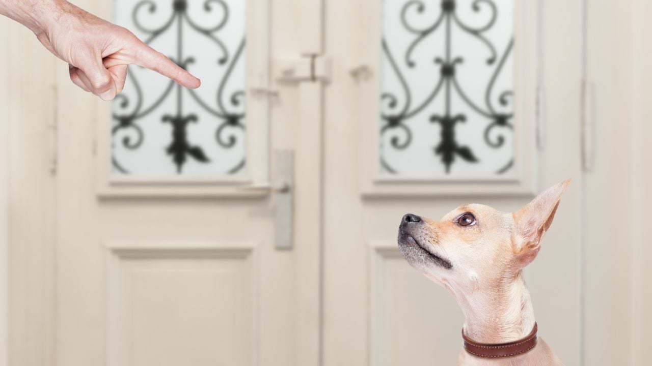 köpeğini cezalandıran biri