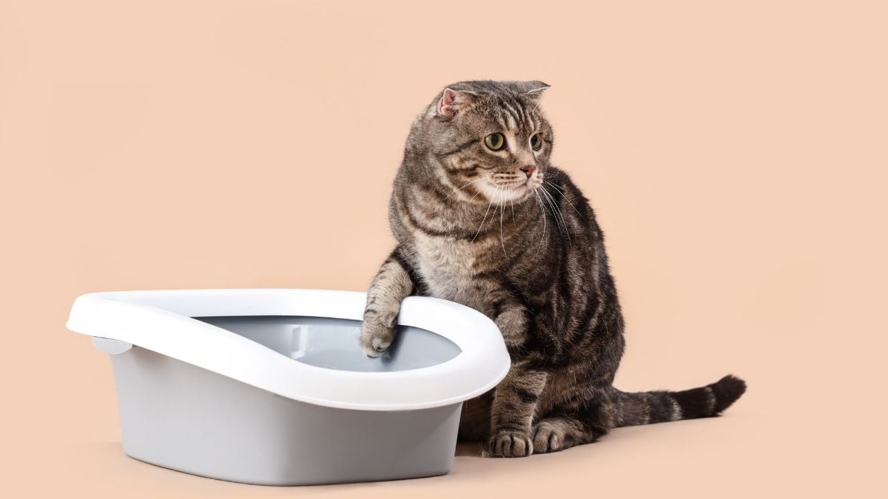kedi ve tuvaleti