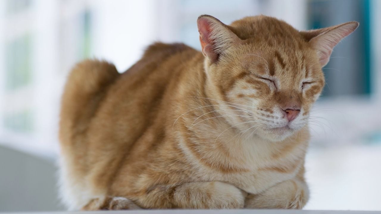 hasta bir kedi yatıyor