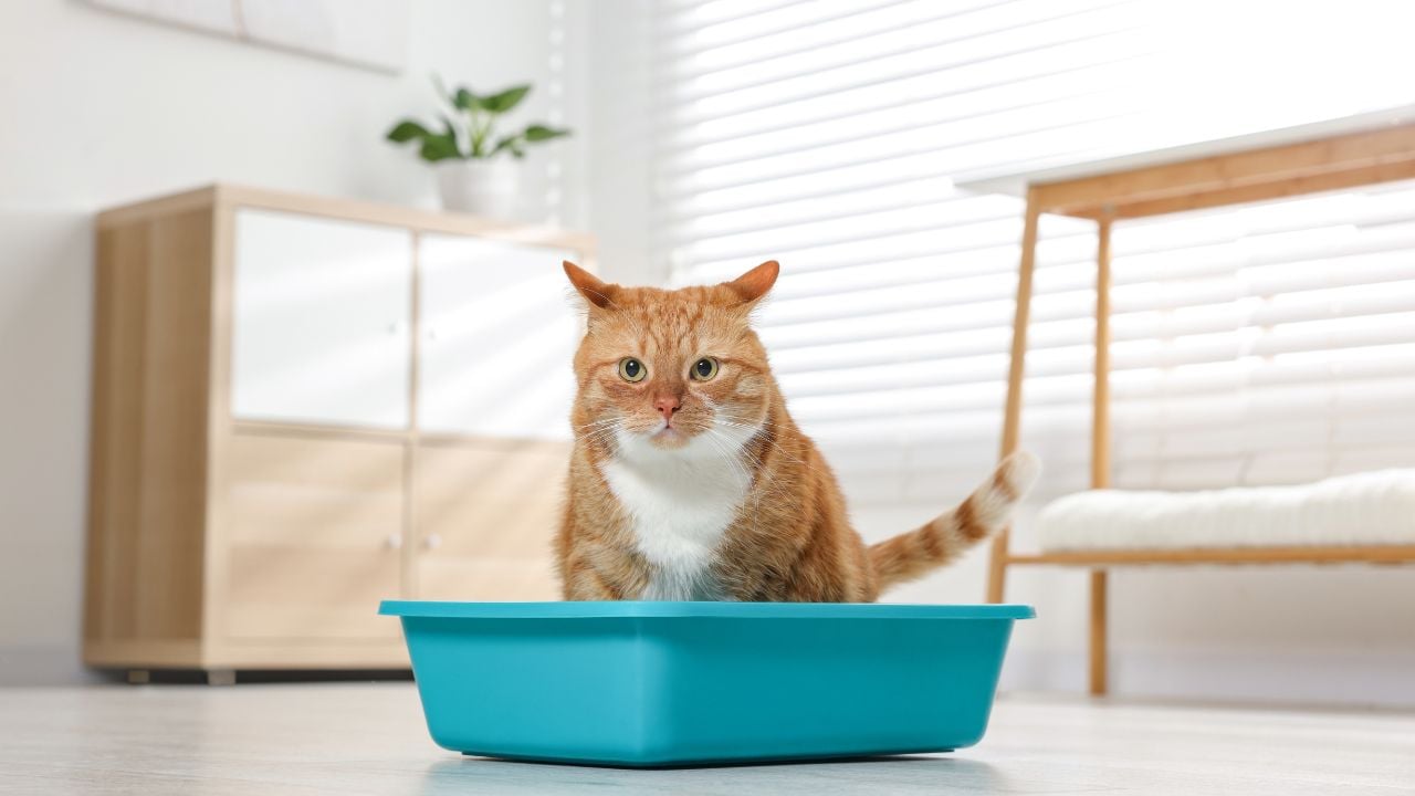 kedi kumu ve bir sarman