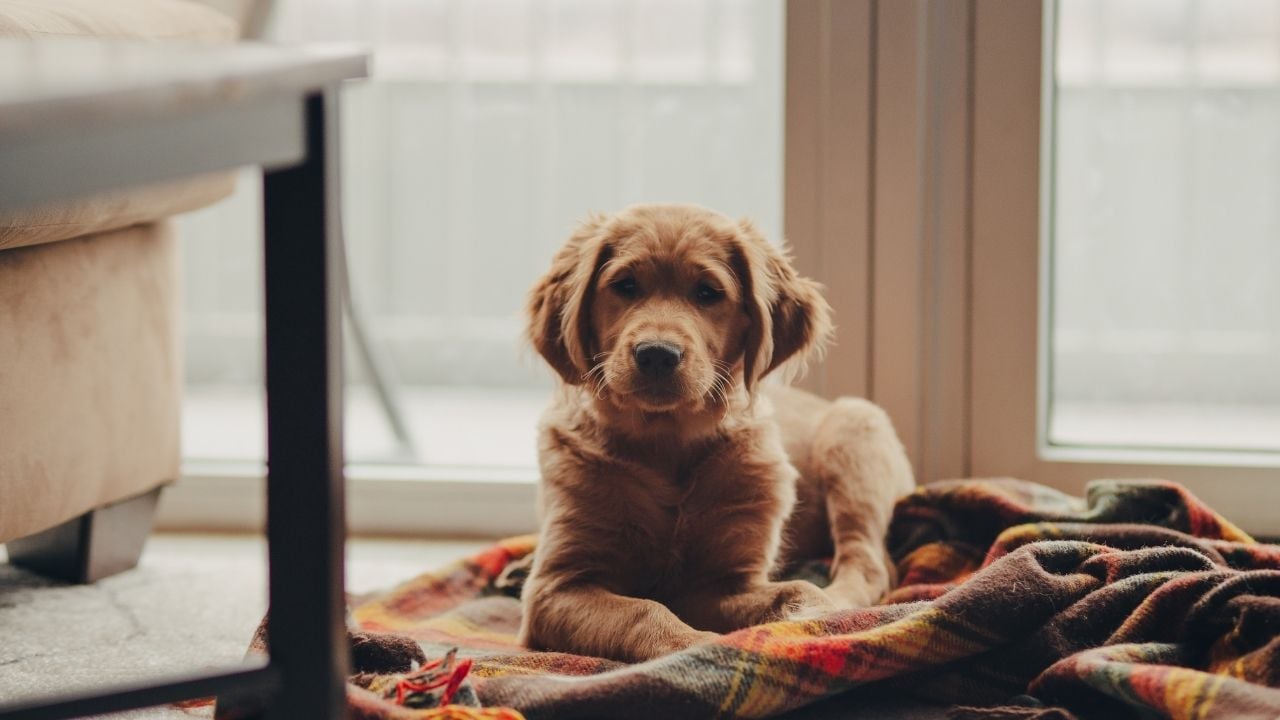 ev içinde köpek
