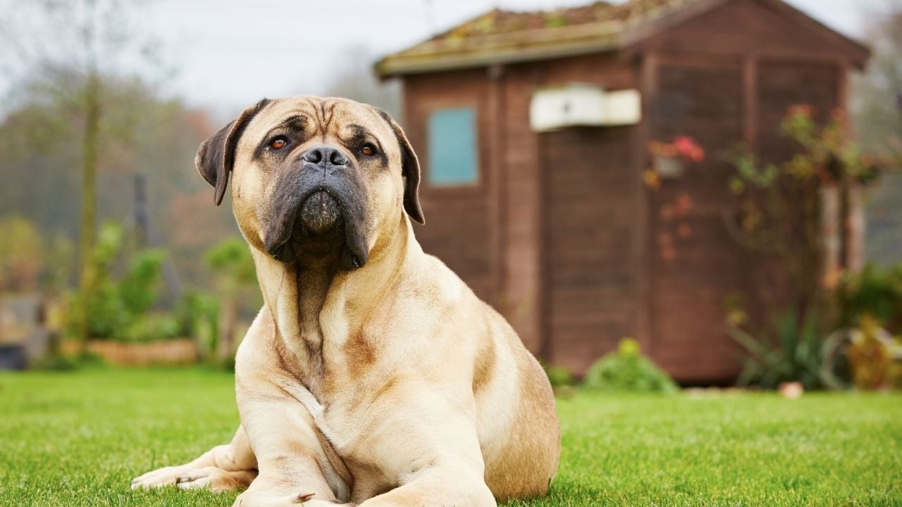 bahçede yatan bir köpek
