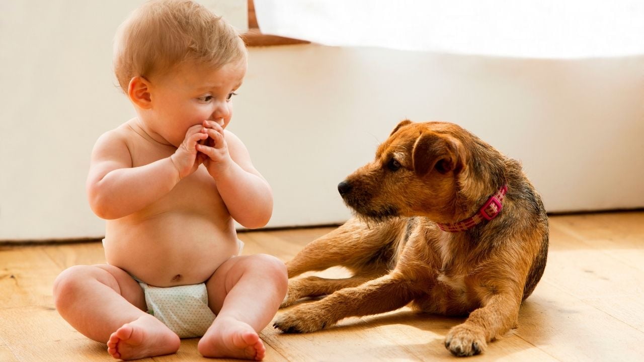 bebek ve köpek