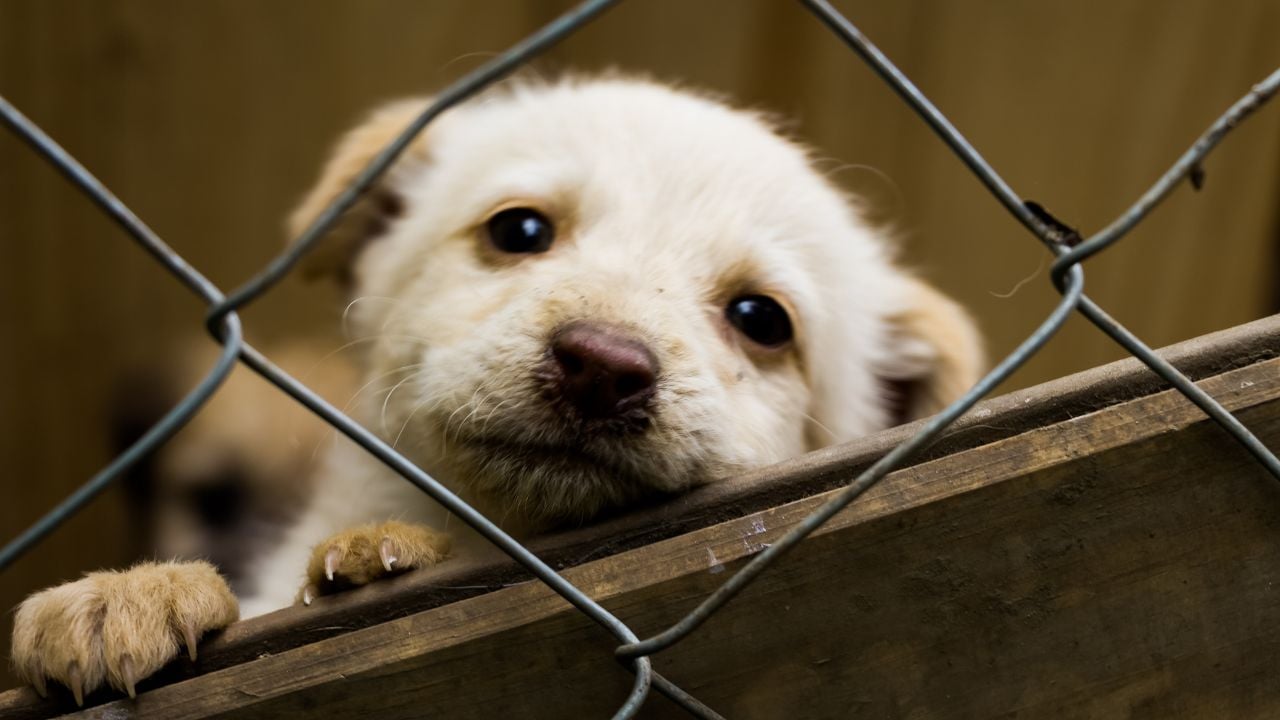 barınakta bir köpek yavrusu