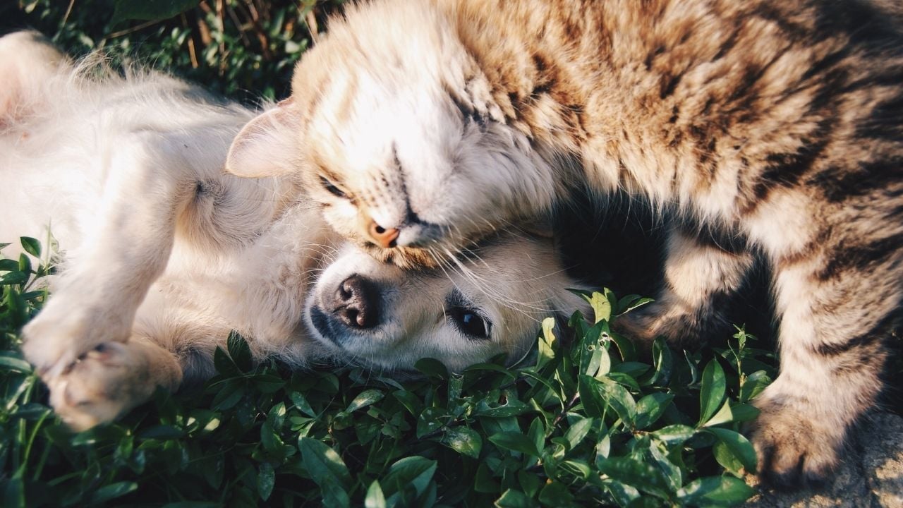 kedi ve köpek