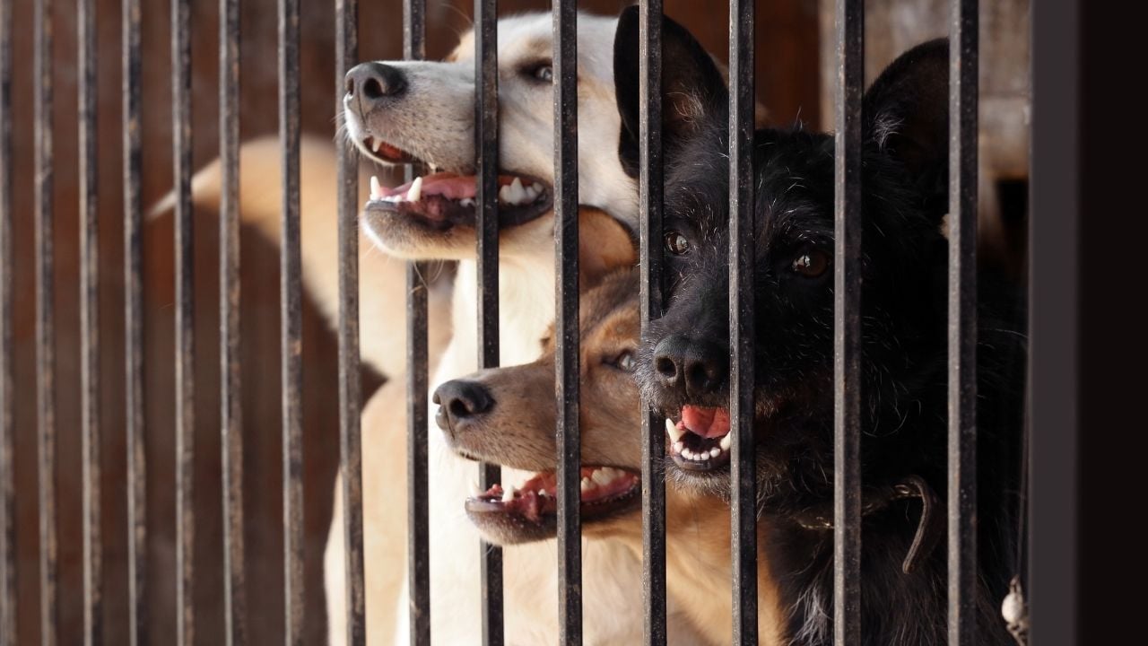 barınakta köpekler