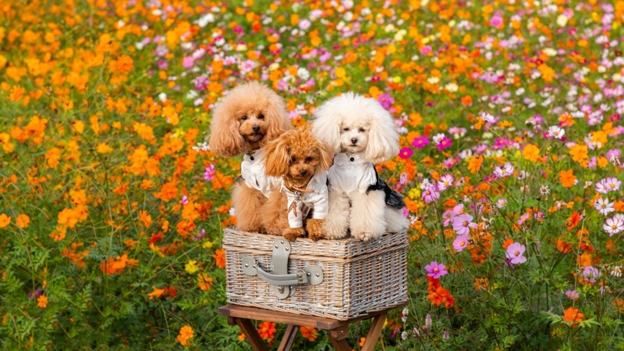 poodle köpekler bahçede