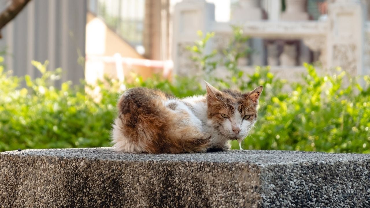 hasta bir kedi