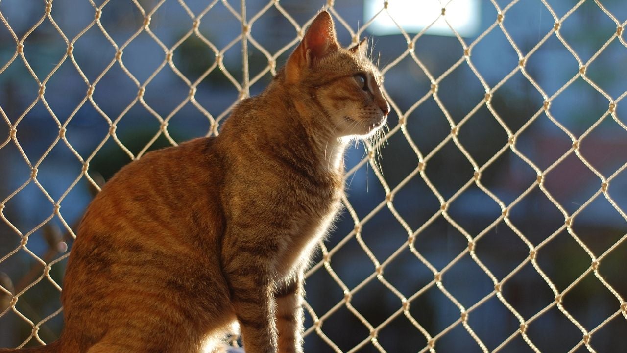 kedi filesi ve bir kedi