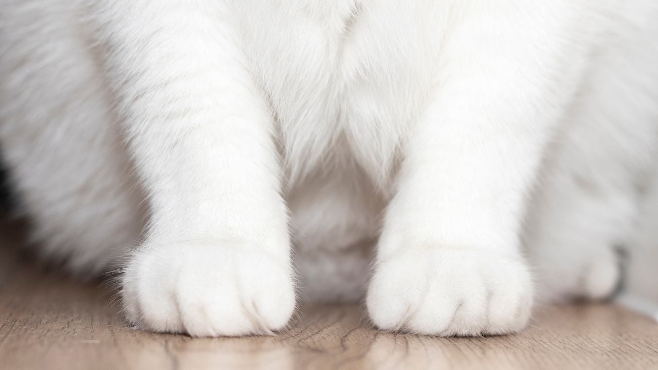 beyaz kedi patileri