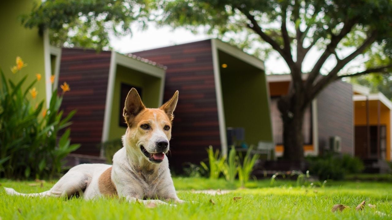 bahçede yatan bir köpek