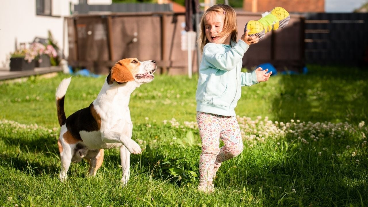 bahçede oynayan bir köpek ve çocuk