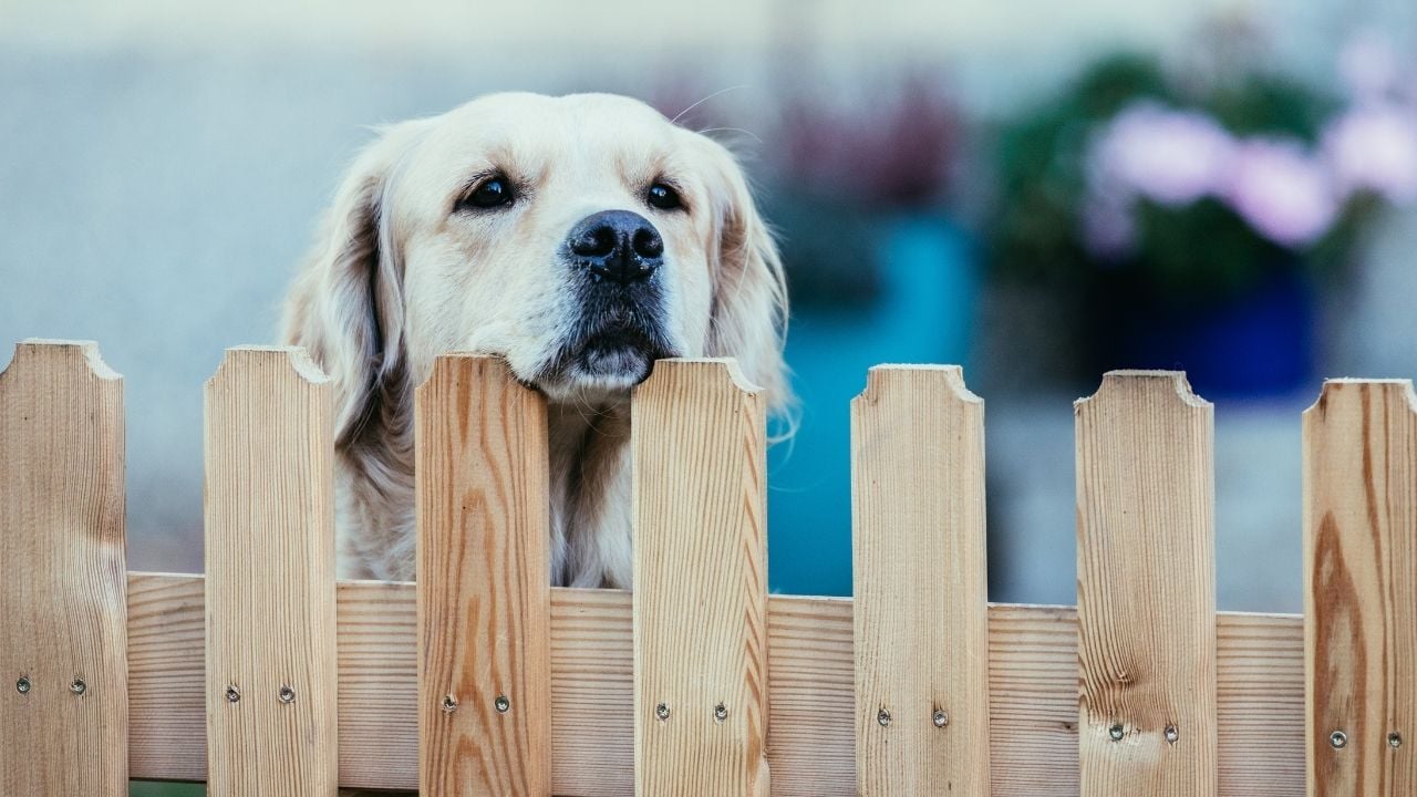 çitlerin arkasından bakan sevimli bir köpek