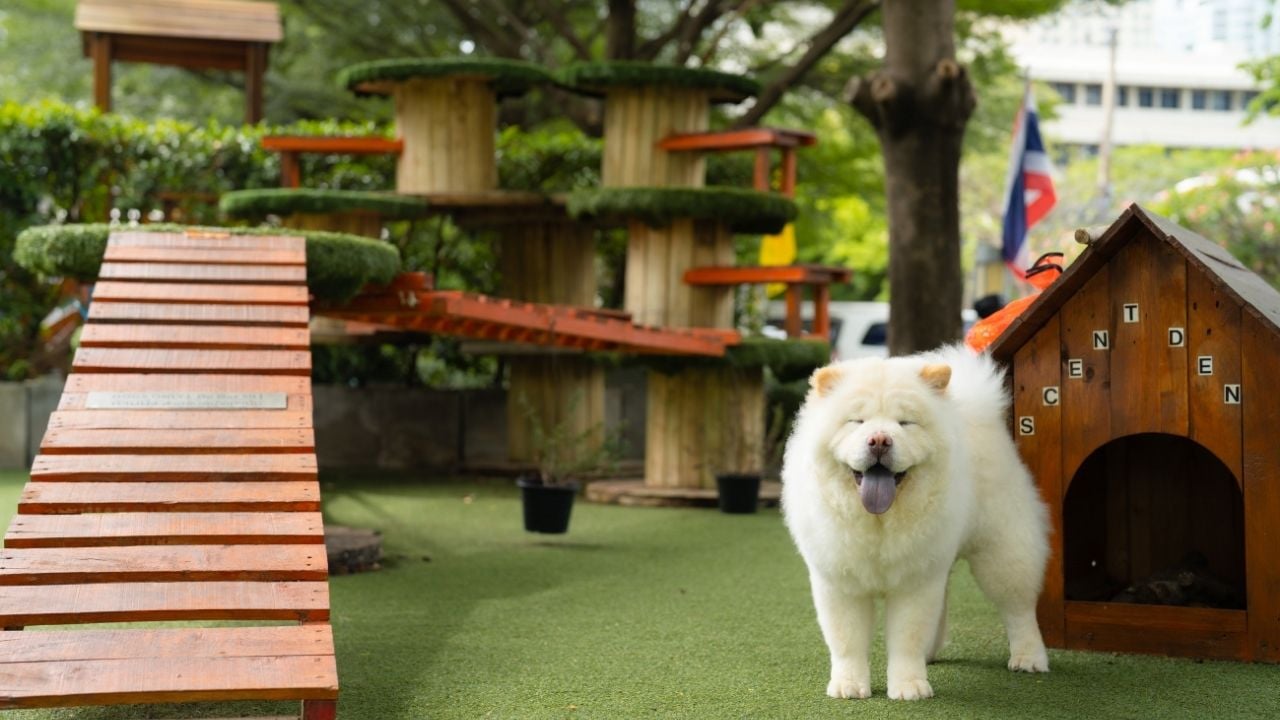 köpek kulübesi önünde bir köpek