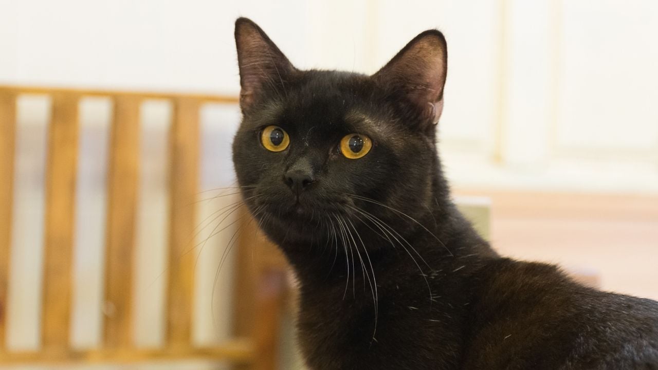 siyah bir kedi