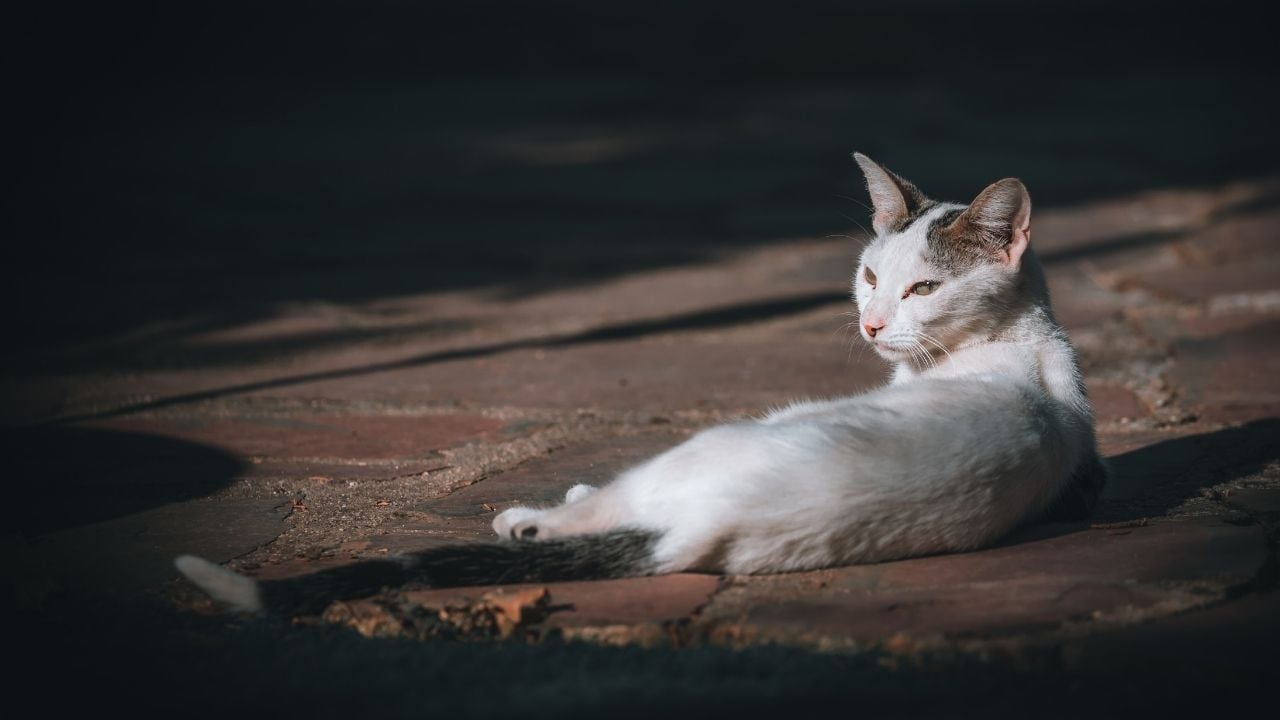 zayıf bir kedi yatıyor