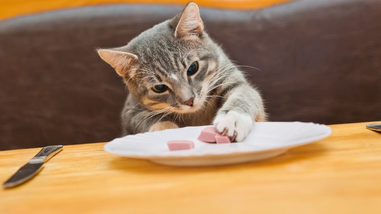 yemek yiyen bir kedi