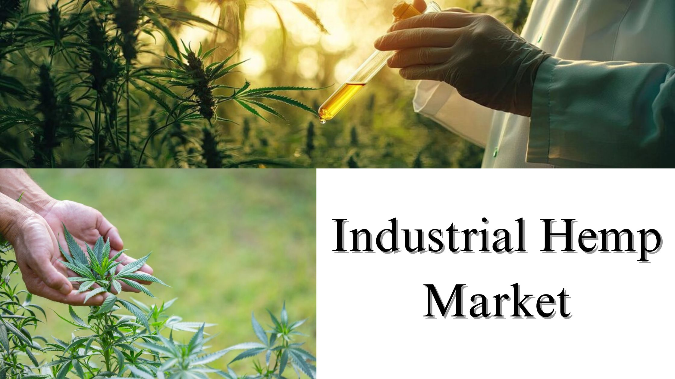 Industrial Hemp Market Size, Share, Report Analysis by 2032