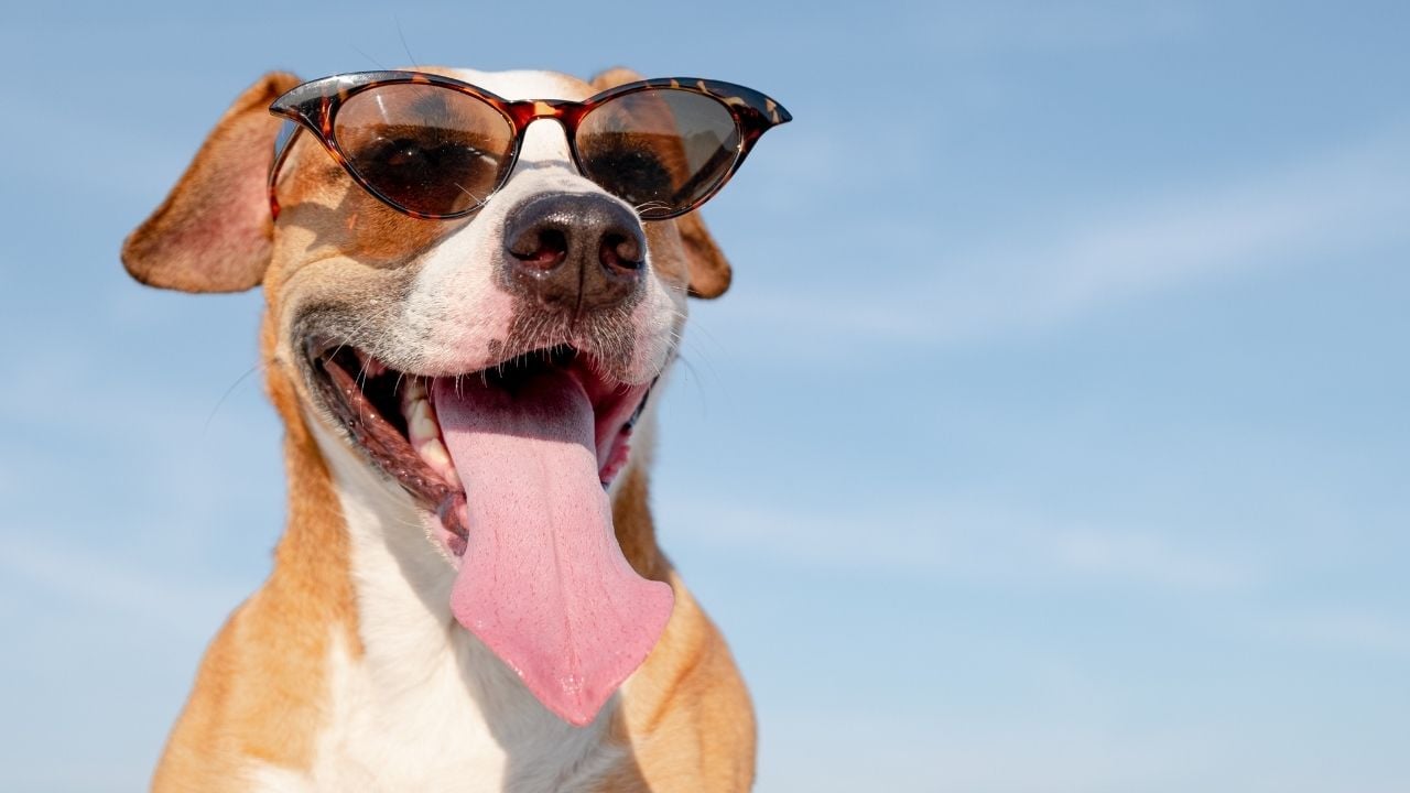 komik ve havalı bir köpek