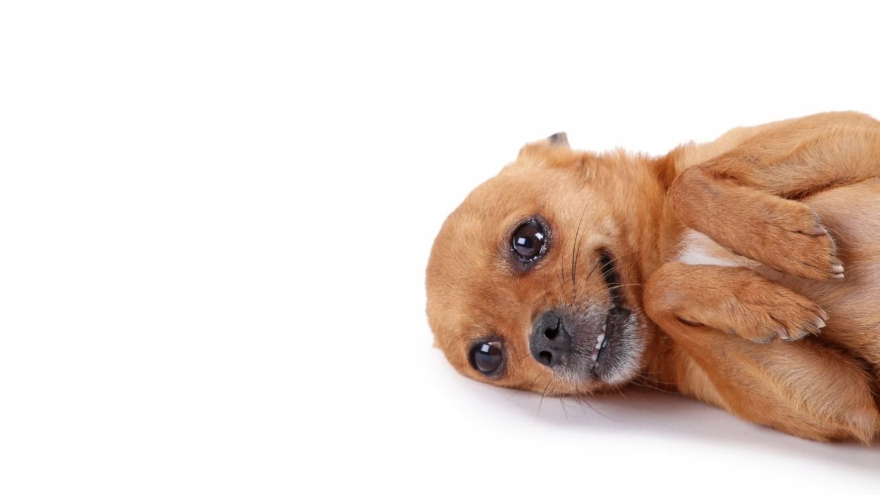 komik köpek yerde yatıyor