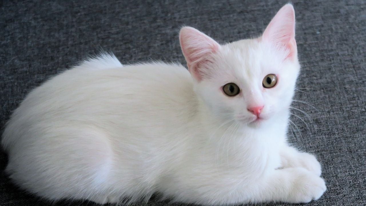sevimli yavru beyaz kedi