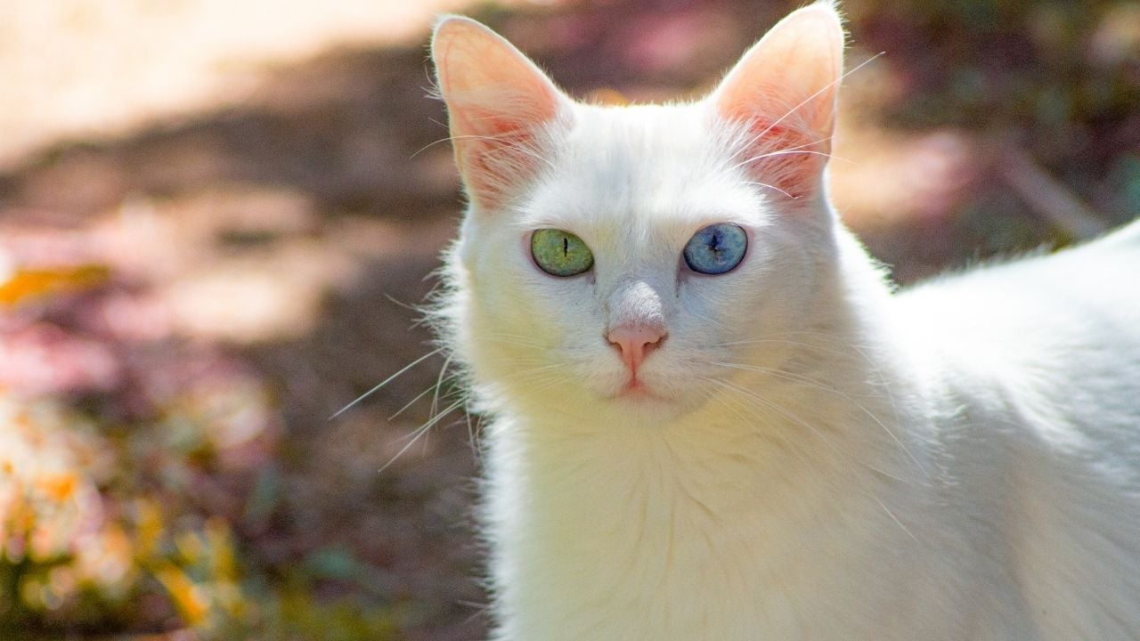 iki gözü farklı renkte beyaz kedi