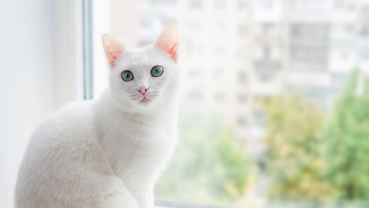 Ankara Kedisi