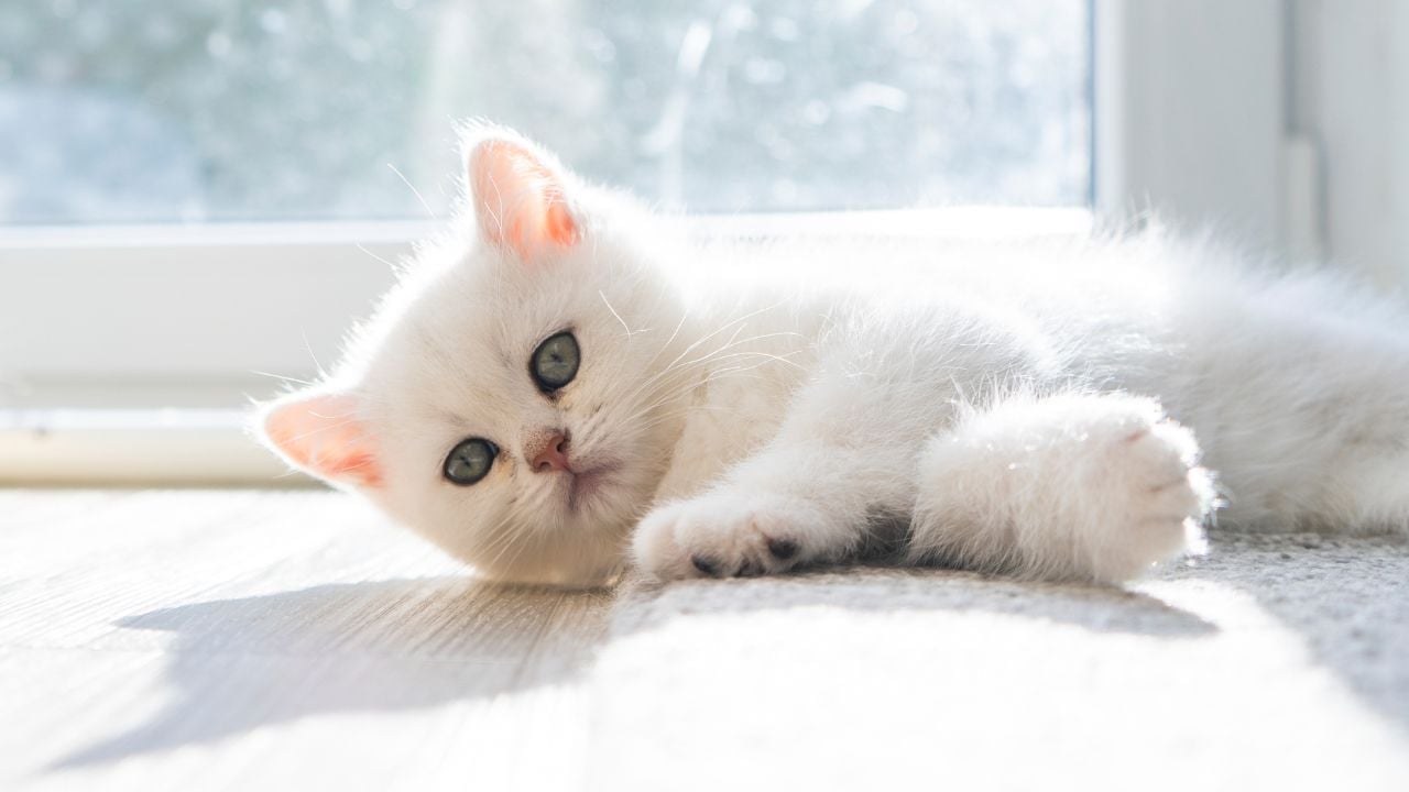 British Shorthair