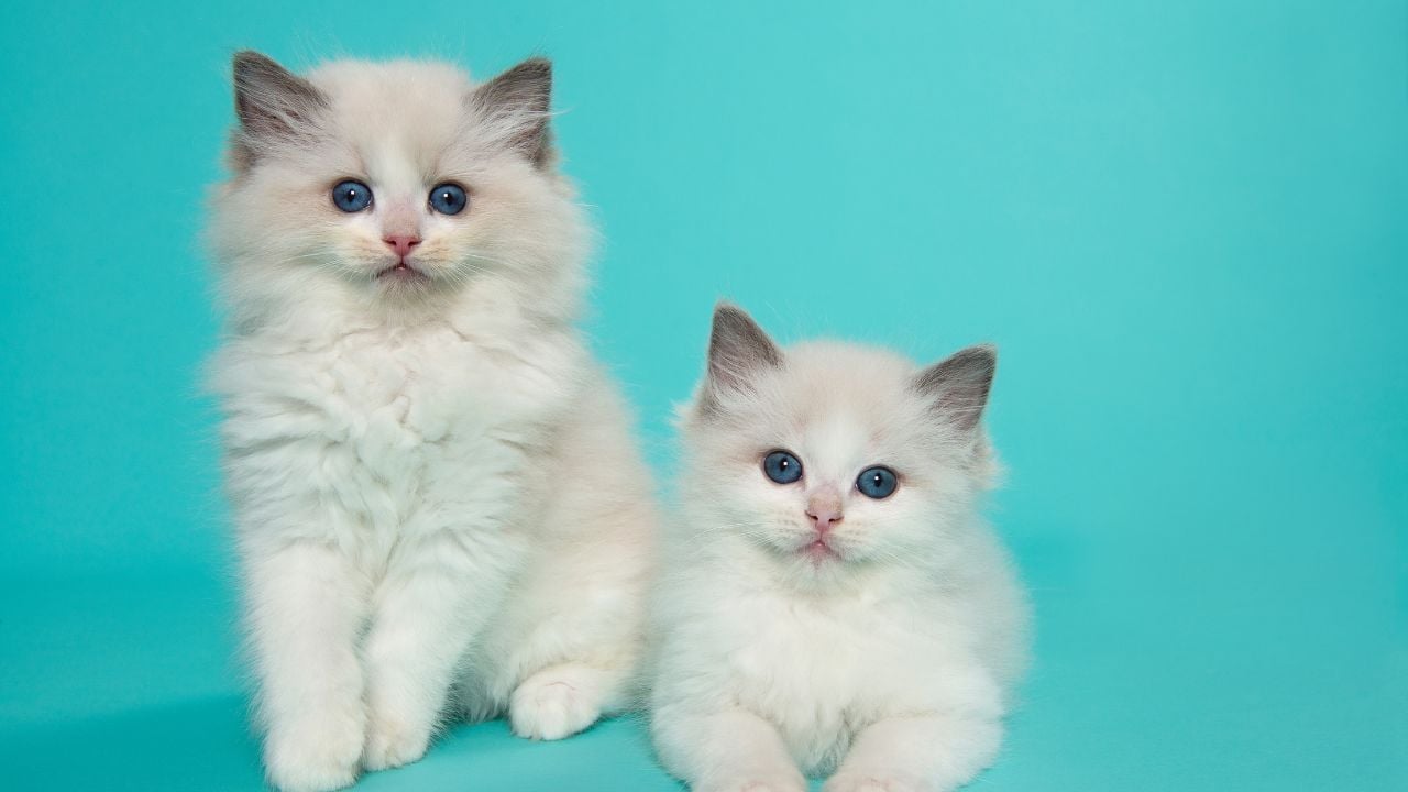 Ragdoll