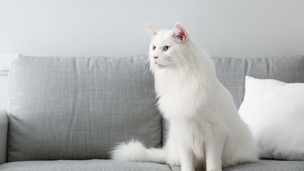 Maine Coon