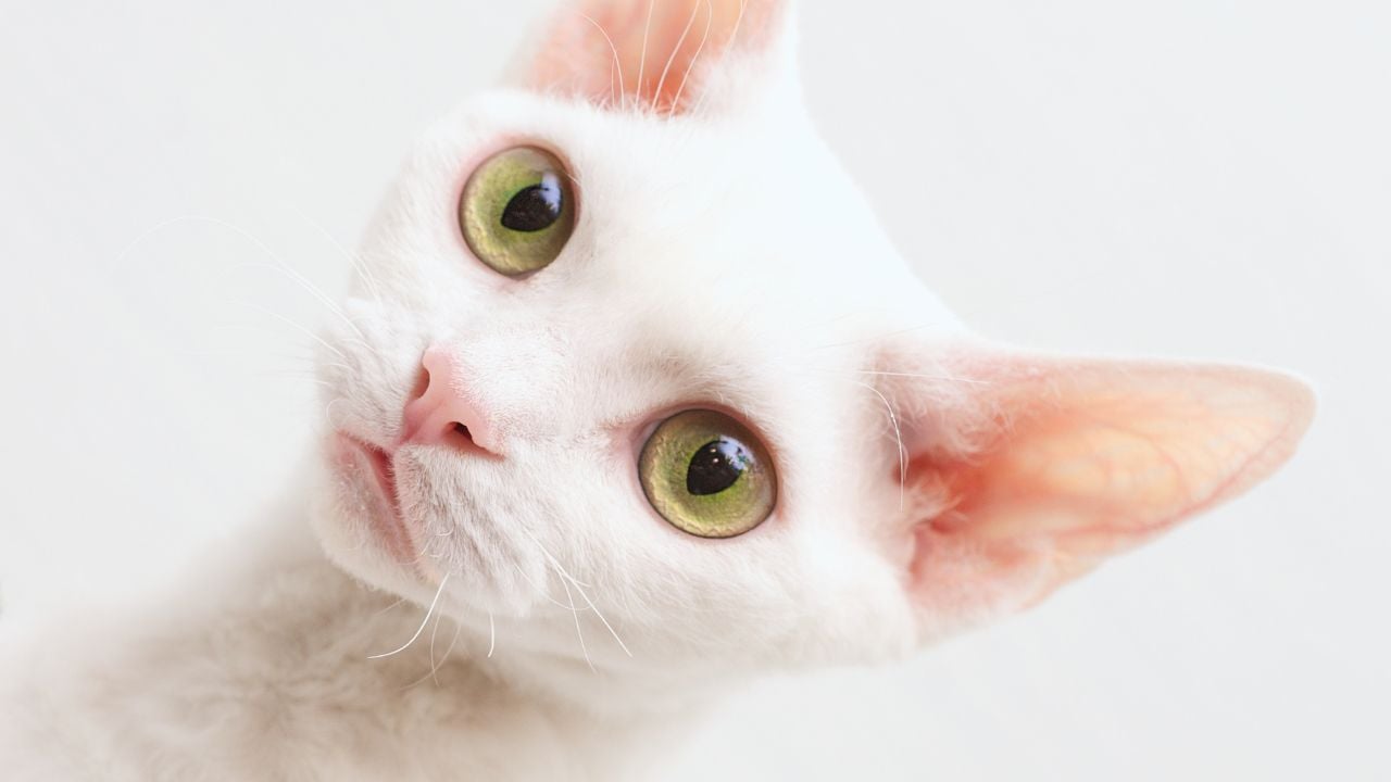 Devon Rex