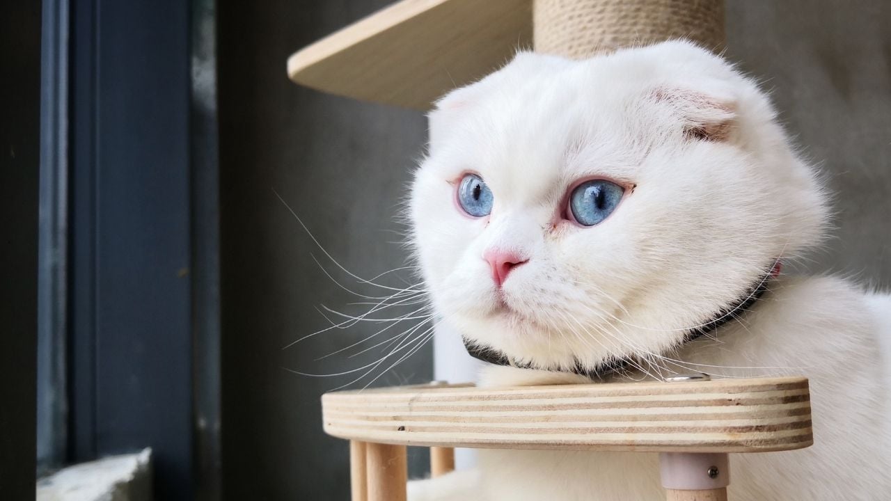 Scottish Fold