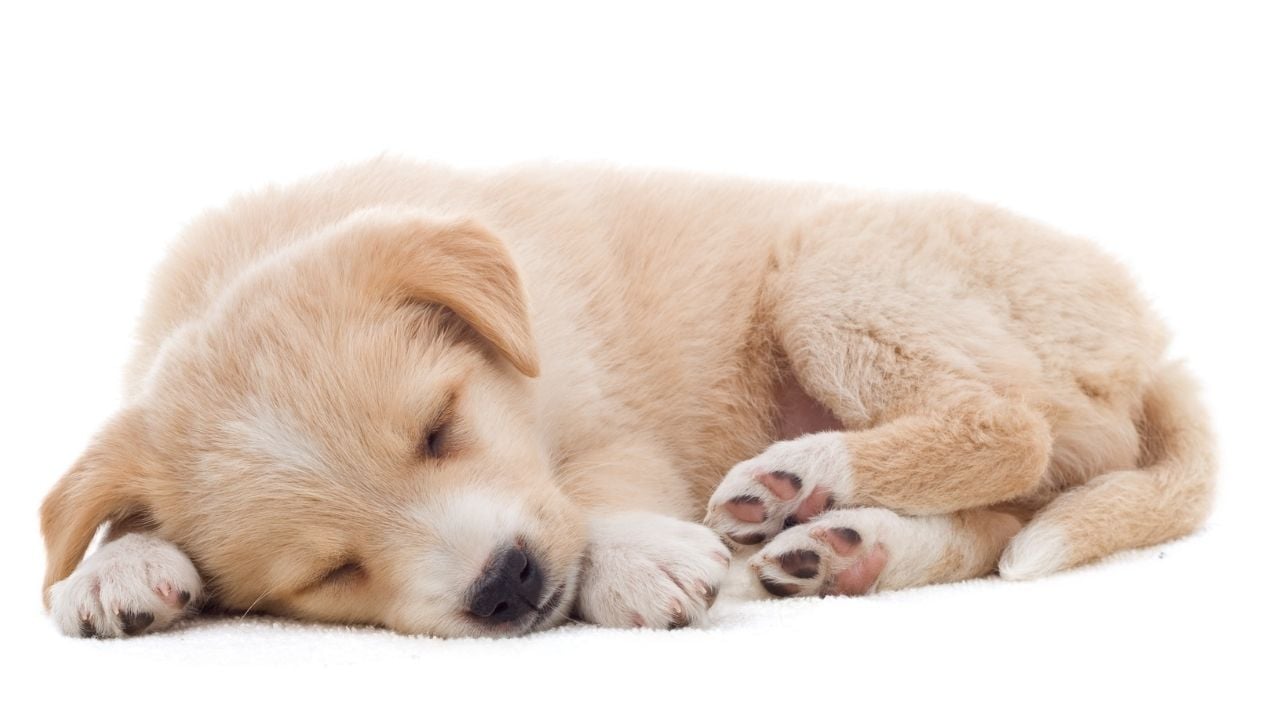 yavru köpek uyuyor