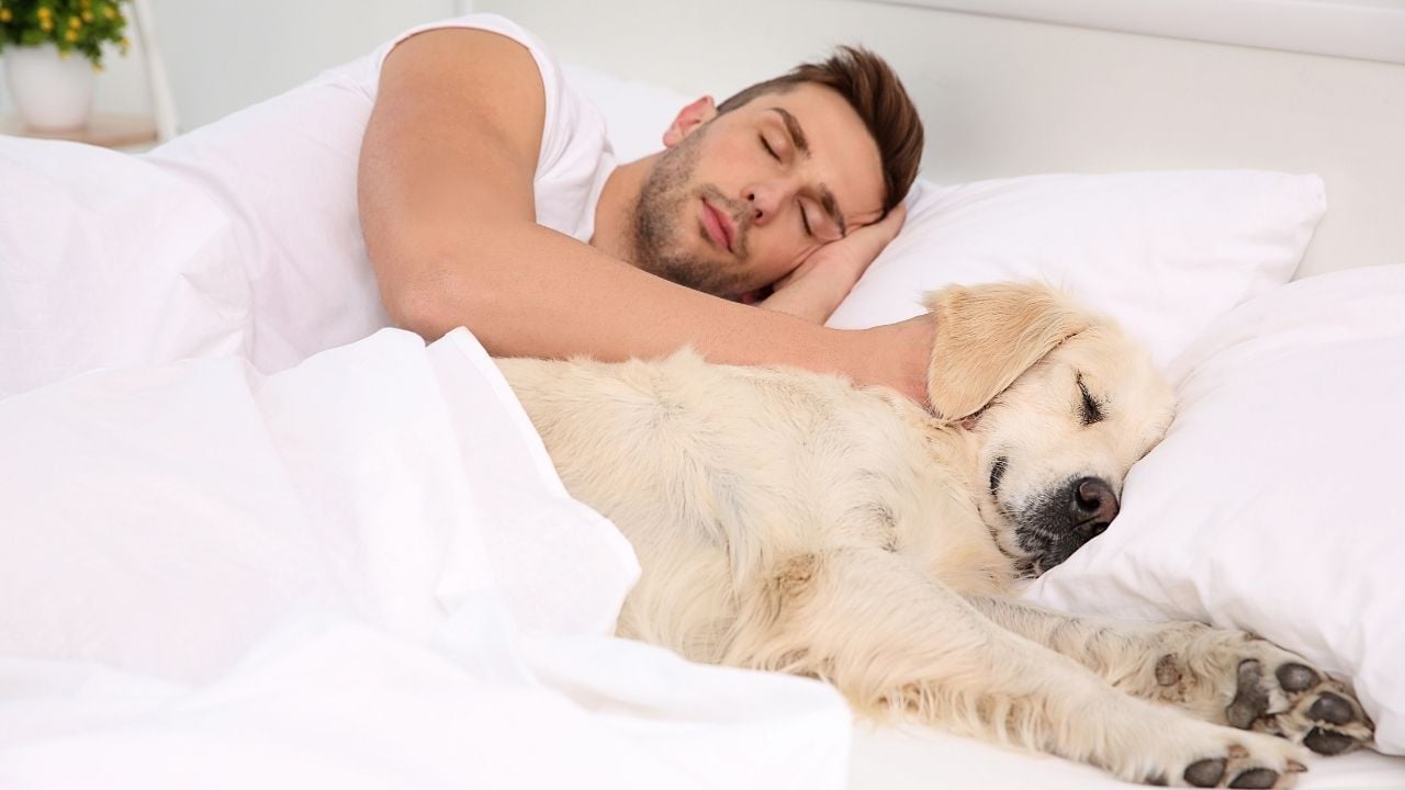 sahibiyle uyuyan bir köpek