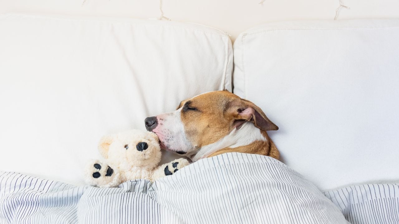 oyuncağıyla uyuyan köpek