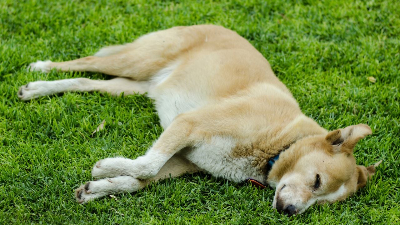 çimlerde uyuyan bir köpek
