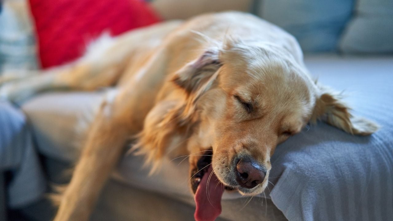 uykusunda havlayan köpek