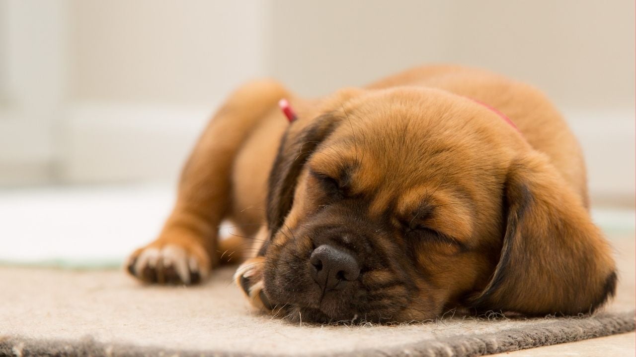 uyuyan kahverengi yavru köpek