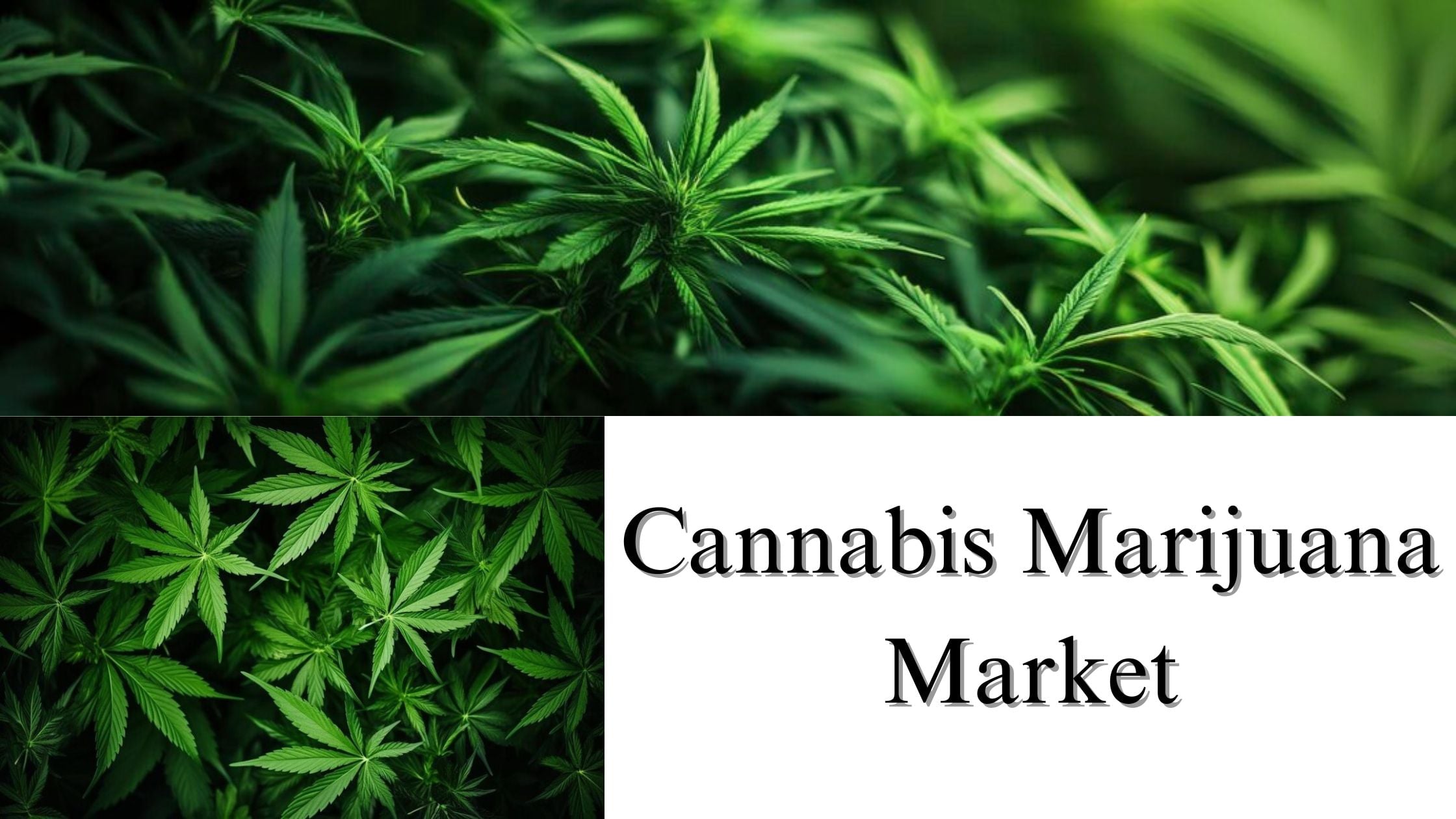 Cannabis Marijuana Market Size, Share, Report Analysis by 2032