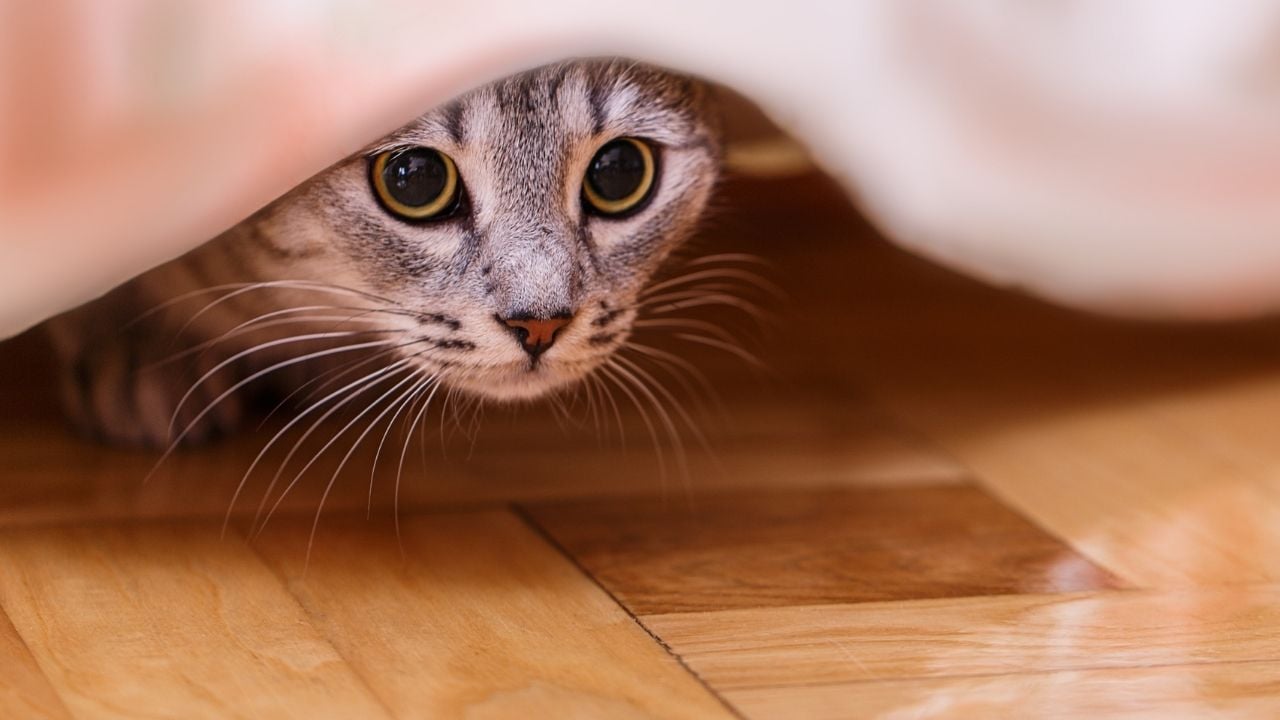 evde saklanan bir kedi