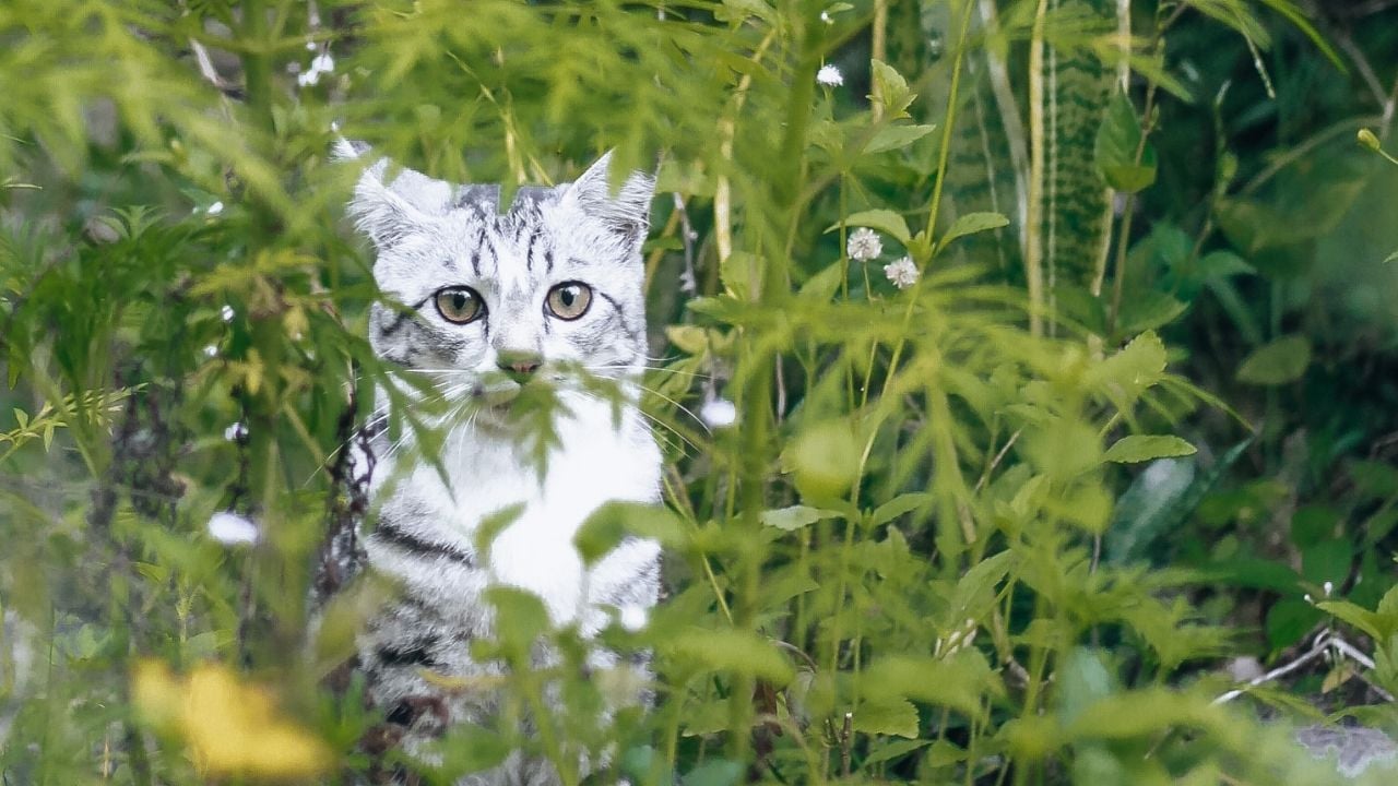 otların arasında bir kedi