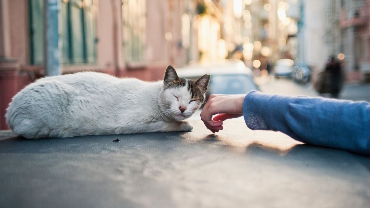 arabanın üstünde bir kedi